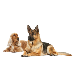 Royal Canin Vet Hypoallergenic Canine